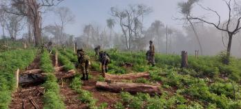 Antinarcóticos proceden a destruir plantación de marihuana en Amambay